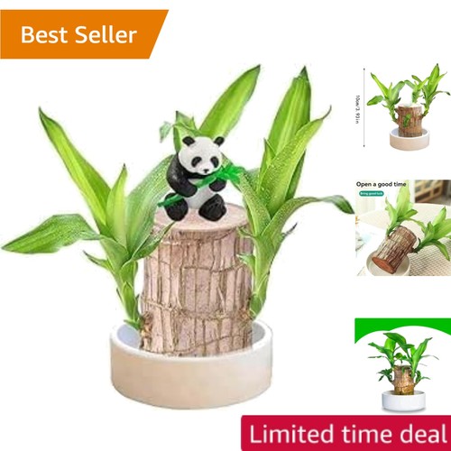 Brazilian wood plant bamboo - brazilian,