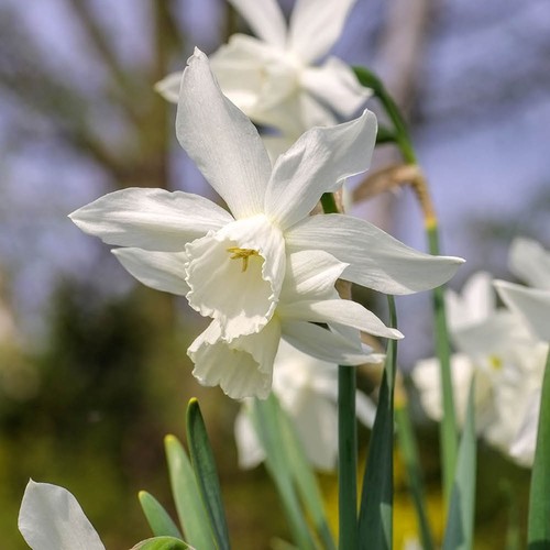 Narcissus thalia x40 - 'thalia', bulbs