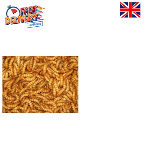 Live mealworms 60g tub for - live,