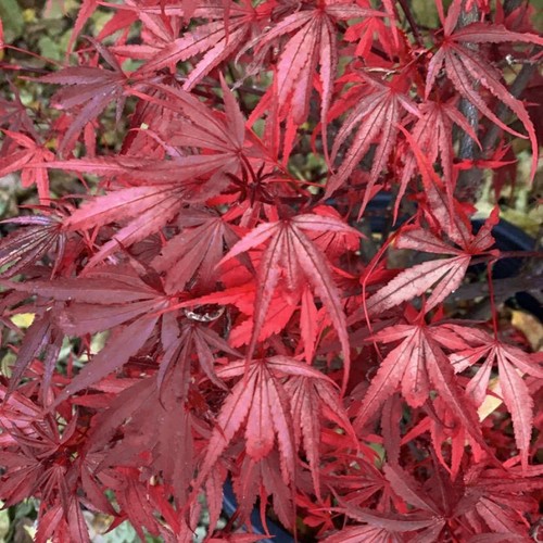 Acer palmatum shaina - shaina,