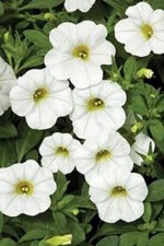 3  X   WHITE  CALIBRACHOA