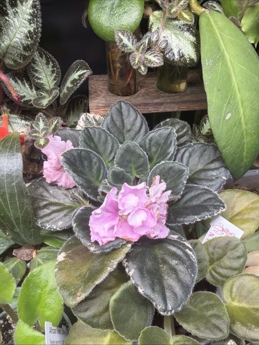 Saintpaulia african violet - african,