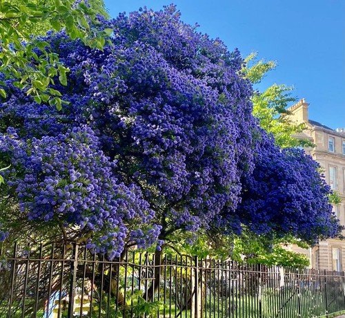 Ceanothus southmead - ceanothus,