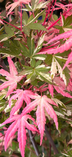 Acer asahi zuru - acer, maple