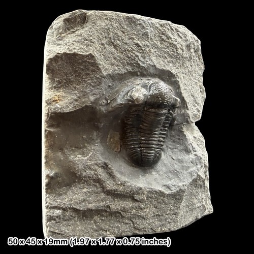 Rare cornuproetus cornutus - rare,
