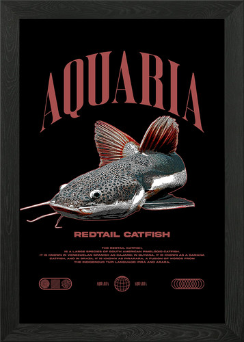 Redtail catfish fish - fish, keeper