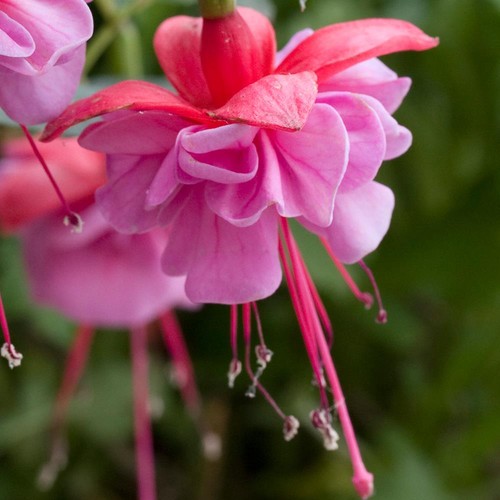 Fuchsia heidi ann - ann,, hardy