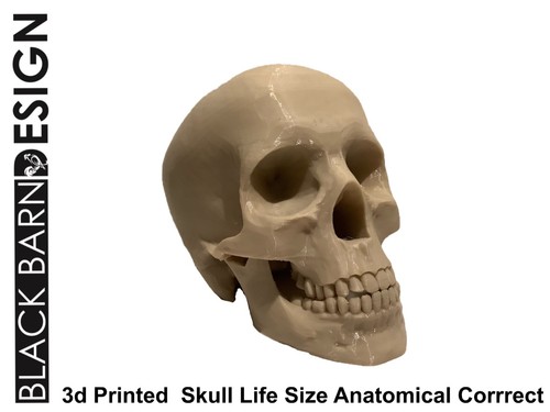Lifesize scale human skull - lifesize,