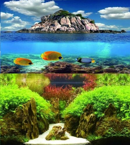 Aquarium fish tank background - aquarium,