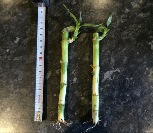 Large lucky bamboo - lucky, stems