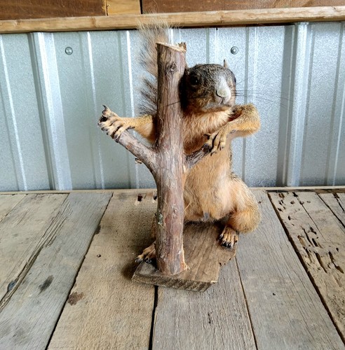 Large fox squirrel taxidermy - fox,