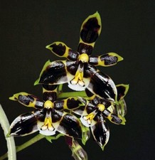 Phalaenopsis Mannii Black x Sib. 8cm Pot. Blooming Size. Spidery Dark Blooms 