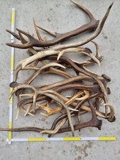 Fresh Wild Antlers Roe Deer