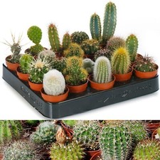 10 Mixed Cactus Plants in 5.5cm Pots - Easy to Grow Mini Indoor Plants