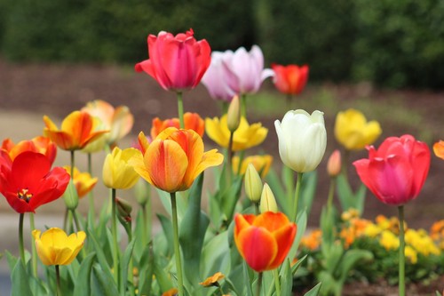 Autumn planting bulbs spring - autumn,