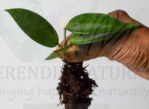 Hoya parasitica black margin - hoya, margin'
