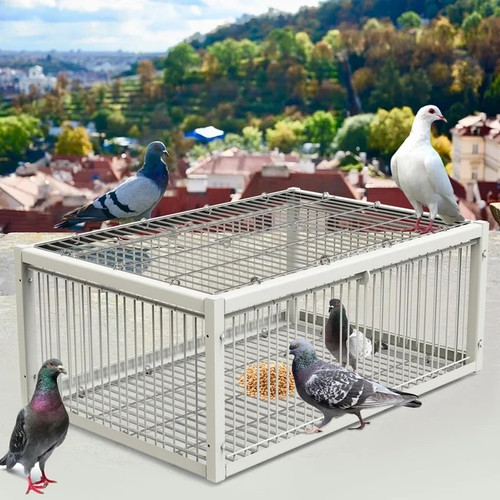 Mualrous pigeon trap with - pigeon,