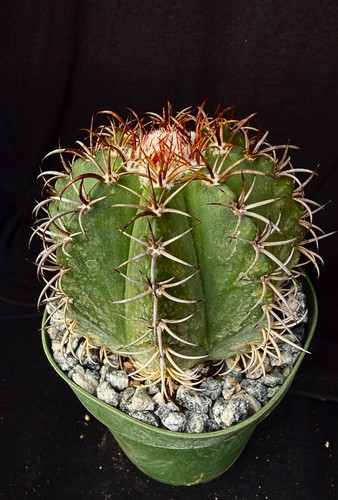 Melocactus matanzanus