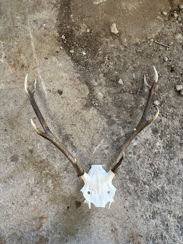 Red deer antlers - deer,