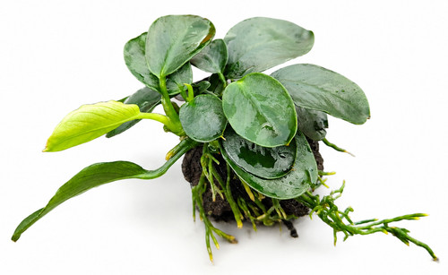 Anubias dark moon lava - anubias,
