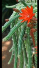 Chamaecereus Silvestri. "Peanut Cactus". 2 X cuttings. Approx 3" Long, red flowe