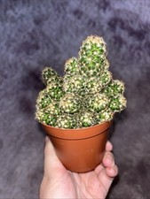 Mammillaria elongata Golden Star Cactus - 8.5cm Pot Indoor Houseplant