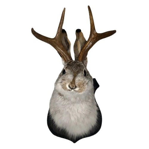 Animal wall sculpture - sculpture, –