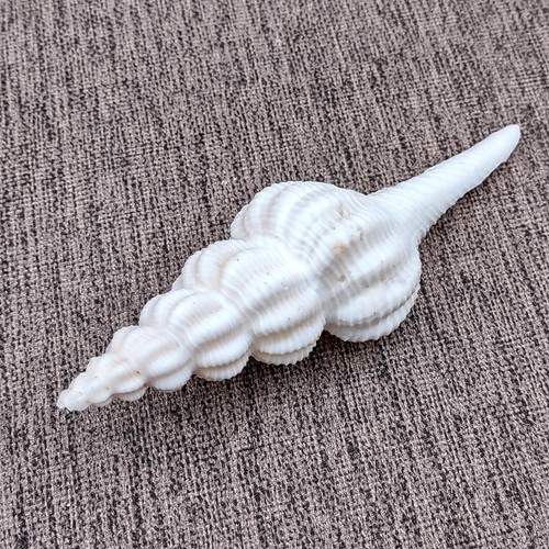 Large white spindle seashell - large,