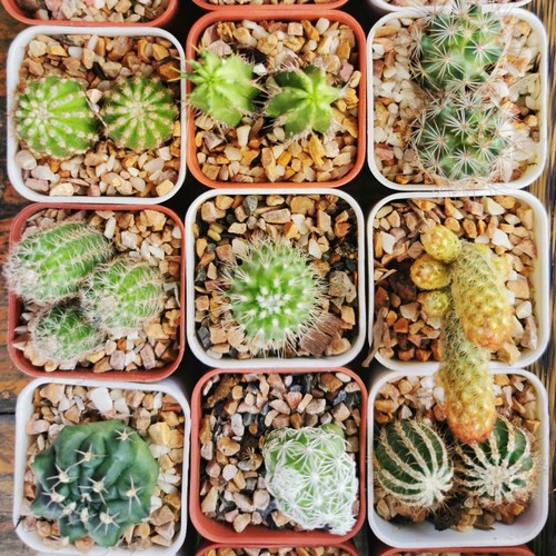 Cactus crown mix house plant - cactus,