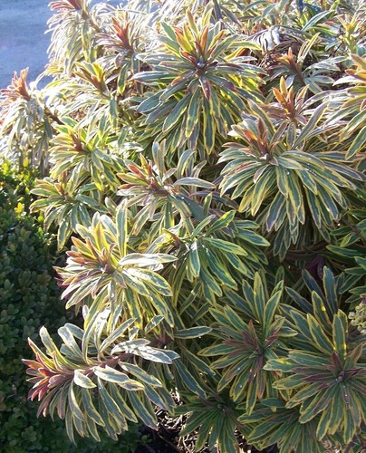 Euphorbia ascot rainbow - euphorbia,