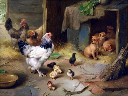 Farmyard offspring chickens - offspring,