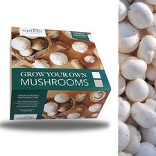 Mushroom Growing Kit White -
