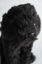 Black labradoodle - black,