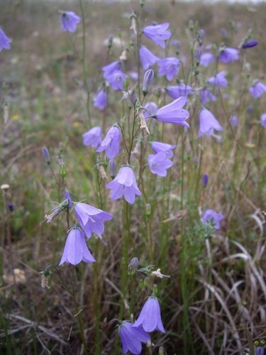 Perennial wildflower - perennial,