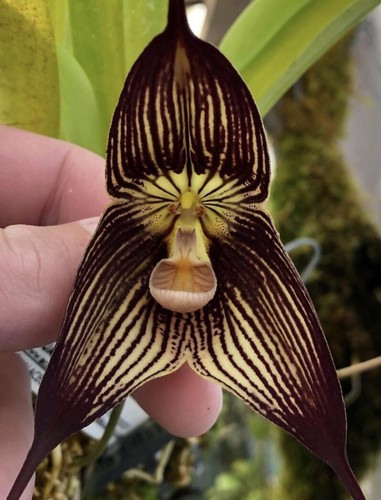 300 seeds dracula vampira - ,