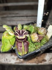 Cephalotus Dudley Watts Carnivorous Plant