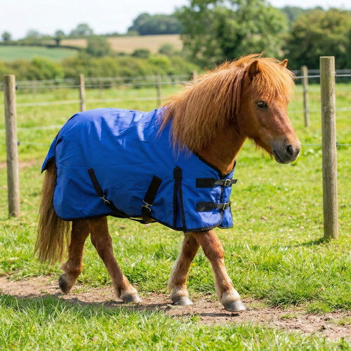 Mini shetland pony foal - mini,