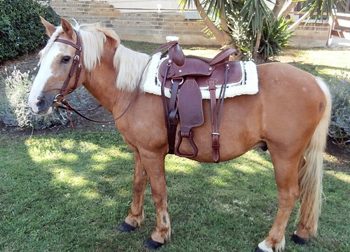 Western leather saddle for - saddle,