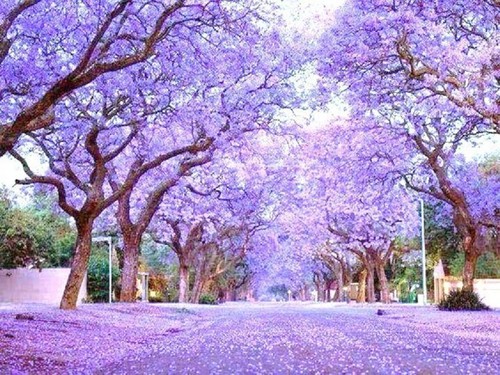 Royal empress tree paulownia - empress,