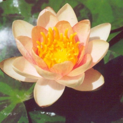 Aurora dwarf small - dwarf, pond