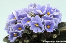 BIG SALE African Violet