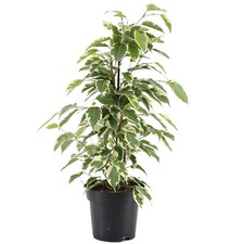 Ficus Starlight Variegated Weeping Fig Plant Houseplant for Home Office in Pot