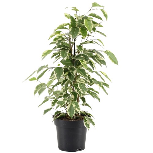 Ficus starlight variegated - ficus,