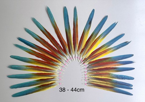 Parrot macaw feather - parrot,