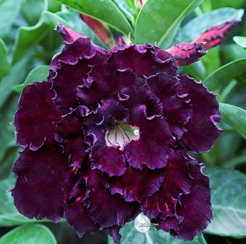 Velvet ruffles desert rose - velvet,