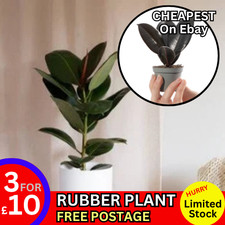 Rubber Plant Ficus Robusta Small Indoor Air Purifying Houseplant pot
