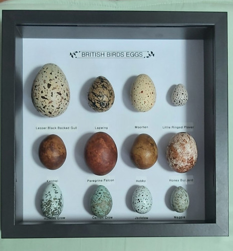 Replica birds eggs collection - eggs,