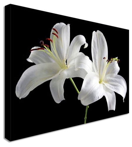 Two lillies floral flower - lillies,