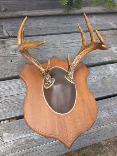 Vintage whitetail deer antler - deer,