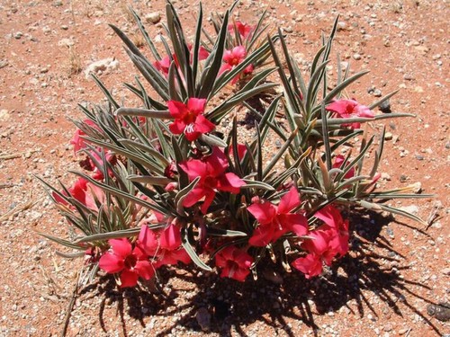 Adenium oleifolium 5 - adenium,